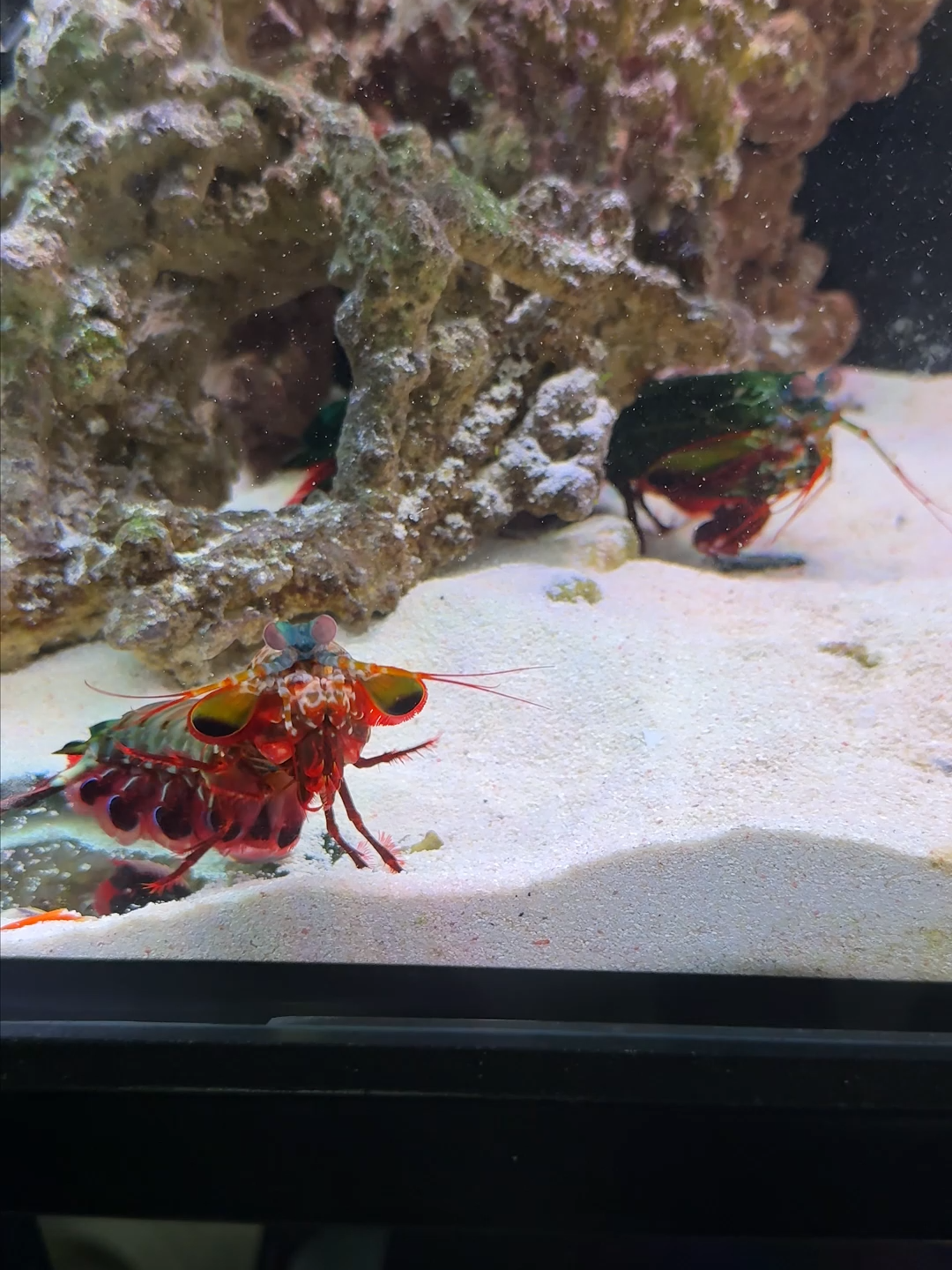 Giant Mantis Shrimp VS Small Mantis Shrimp