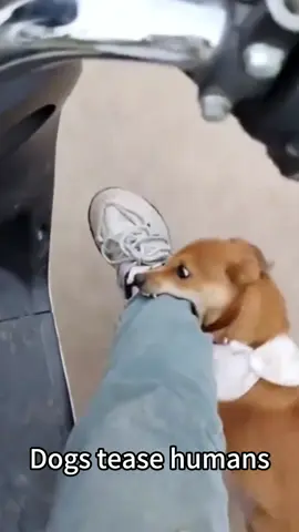 Dogs tease humans#fyp #foryou #dog #funny #funnyvideos 