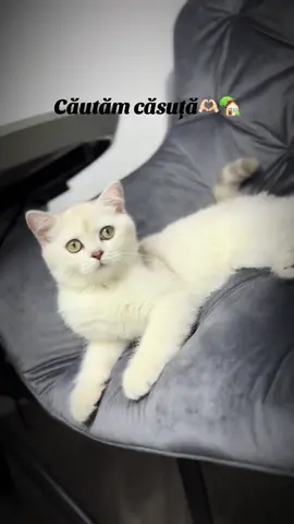 Detalii in privat.  #pui #pisica #cat #fyp #viral 