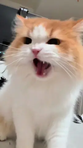 Cat Meowing Sounds🐱🐾 #catsoftiktok  #fyp  #foryoupage  #funnycats  #cutecat  #catlover  #meow  #catlife  #catmom  #catdad