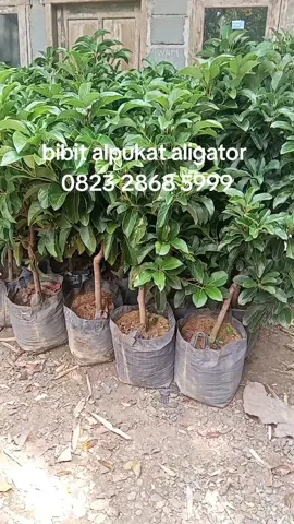 bibit alpukat aligator 