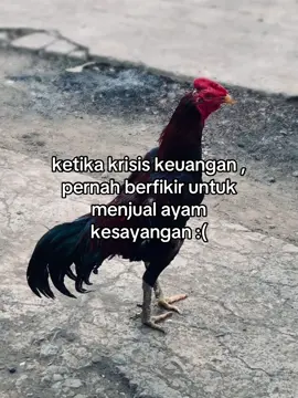 untung ada aja jalannya 🥲#fyp #ayambangkoksuper 
