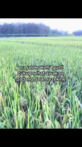 🤲🏻🤲🏻🤲🏻 #masyaallah #petanipadiindonesia #fyp