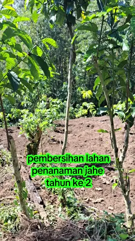proses pemebersihan lahan#jahe kambar#tahun ke 2#pagar kopi robusta#pfypシ 
