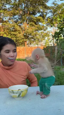#monkey #Duke  Duke is very hungry #baby #monkey 