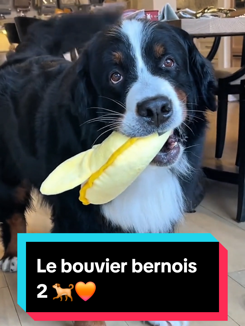 C'est la pire race de clébard ! Le bouvier bernois 2, ce chien incroyable ! 🐕🧡