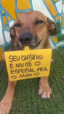 #pet #brasil #fouryou #dog #cachorro #