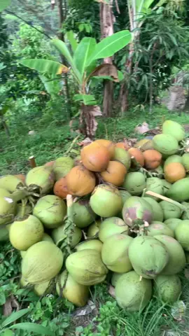 Dibalik kesusahan pasti ada kemudahan bahkan 2 x bahkan 2 x di ulang… #kelapamuda #kelapapink #kelapaviral #laguminang #jurangankelapa 