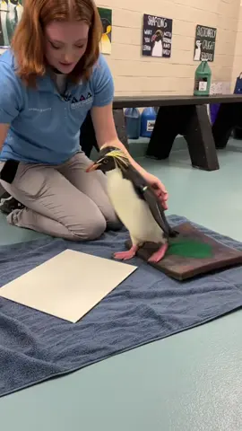 Cute penguins#penguin #penguins #usa #happy #funny #foryou #fyp #tiktok #cute 