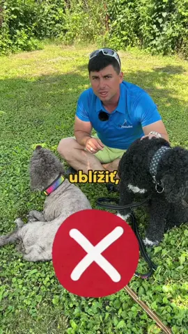 🚫 Chodíš na prechádzku so psom hneď po jedle? Tak s tým prestaň! Môžeš mu tým vážne ublížiť. 🎥 V tomto videu sa dozvieš: ⚠️ Prečo je pre psa po jedle nebezpečné hneď sa hýbať 🥩 Ako funguje trávenie u psa a čo mu môže spôsobiť torziu žalúdka ⏱️ Koľko času by si mal nechať medzi kŕmením a prechádzkou 🛑 Pozri si toto video, ak nechceš svojho psa nevedomky vystaviť riziku ohrozenia života. 🔁 Zdieľaj s ostatnými psíčkarmi – môžeš tým niekomu zachrániť psa. 🐶❤️ #vycvikpsa #vychovapsa #treningpsa