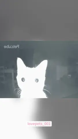 The cat in the surveillance camera.#cat #cats #catsoftiktok #funny #foryou #funnyvideos #viral #usa #fypシ #cute #fyp #funnyanimals #funnypets 