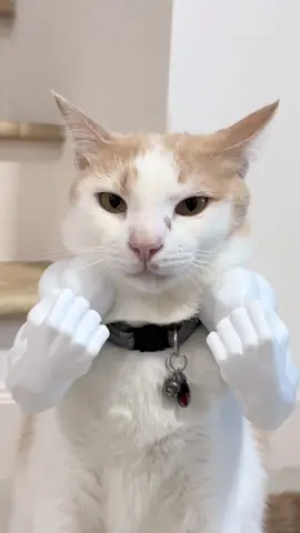 ขะขะ แข็งแกรง !! @พี่ภาระงั่งๆ เด็กดี(ช่องรองนะ) #ภาระงั่งๆ #ภาระเด็กดี #cat #fyp 