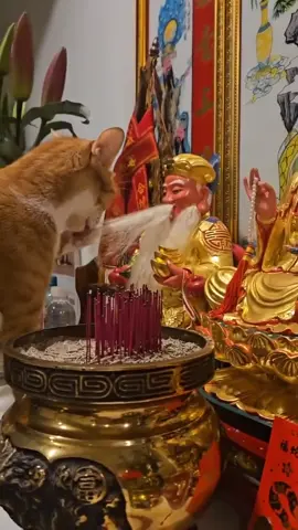 Thấy cam cam là nghi nghi rồi
