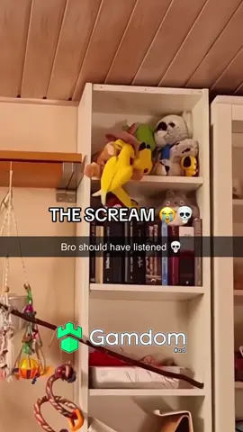 #fyp #fypシ #xyzbca #trending #viral #bird #birds