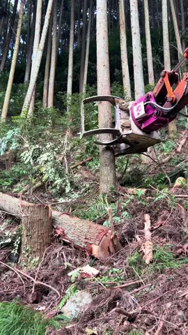 続いてもう一本！ #林業#forest