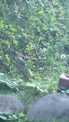 Lmao. Thought this sound would be great with Waldo and Bucky. #whitetaildeer #mountainlife #lifeonthemountain #208 #singlife😎 #singlelife #blessedlife #huntinglife #over60club #adventuresofmaggie #adventuresofbobo #rigginsidaho #LifeIsGood #photographyeveryday 