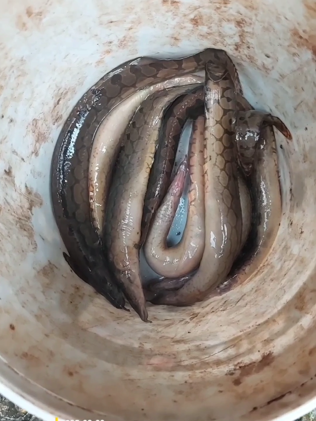 nay chơi tuyệt chiêu cuối #caucagiaitri #fishing #caucatunhien #caucachachsuoi 