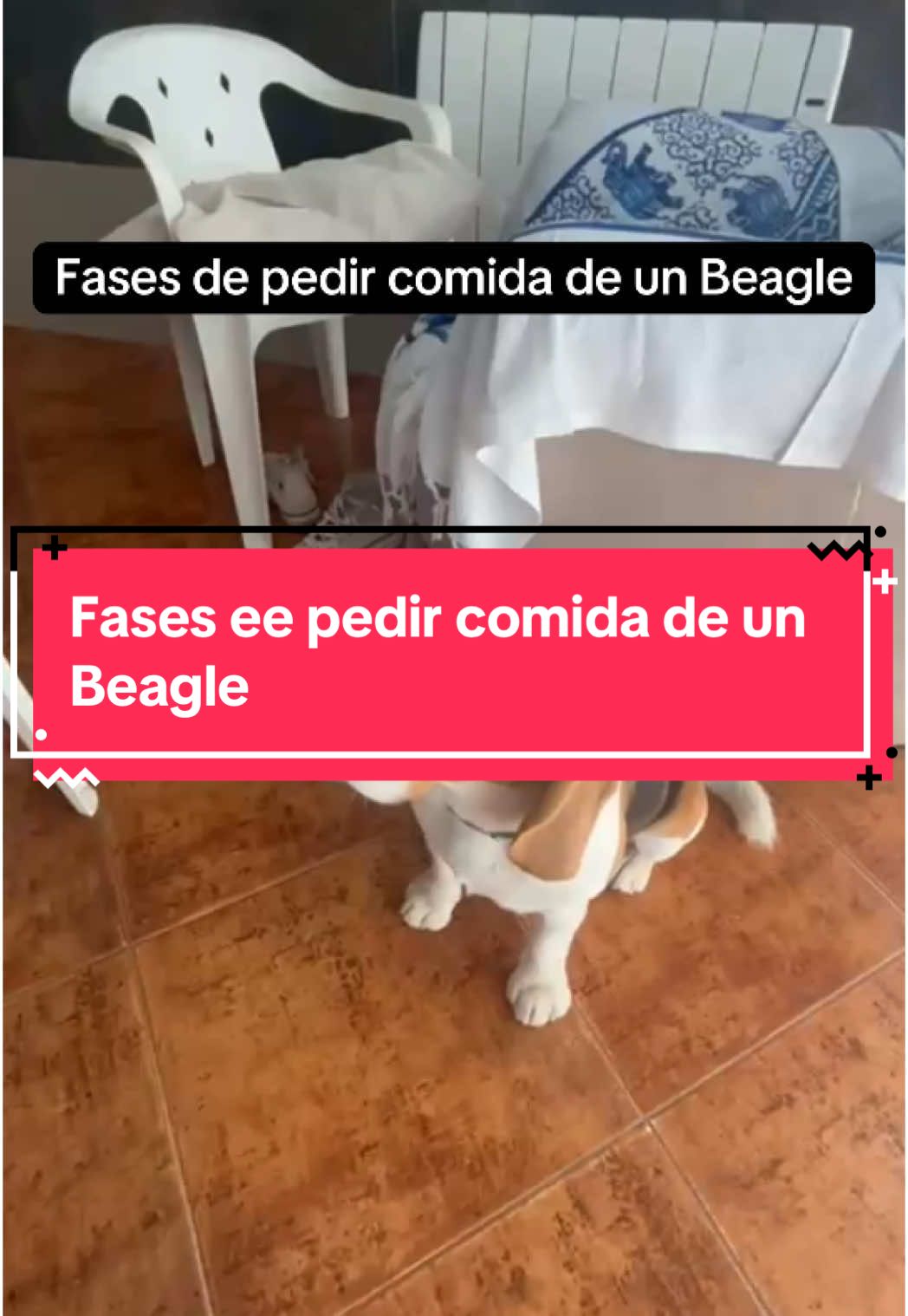 Estás son las fases de Cronos de pedir comida. Alguno más por aquí que parece que no haya comido en su vida? #beagle #beagelpuppy #beaglesoftiktok #fyp #foruyou #humor #perro #perrito #pet #dog @bytikko 
