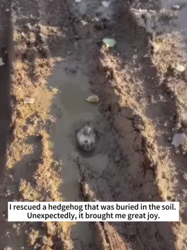 I rescued a hedgehog that was buried in the soil and then...#fyp #animals #rescue 