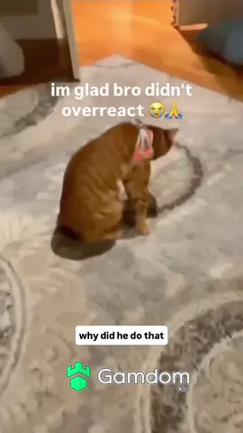 #fyp #fypシ #xyzbca #trending #viral #cat #cats 