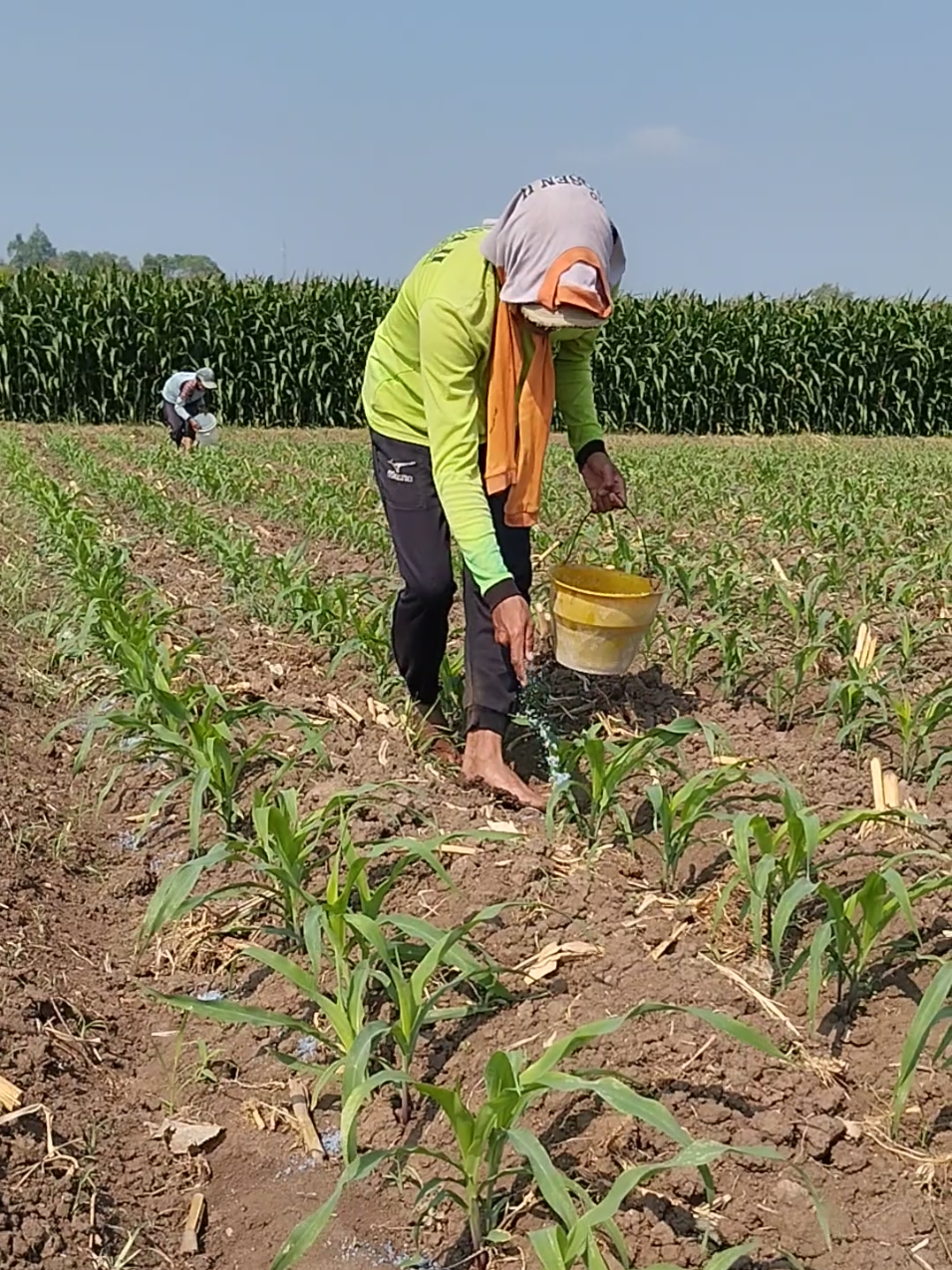 pemupukan pertama jagung NK PERKASA #jagung #petani #petaniindonesia🇮🇩🇮🇩🇮🇩🌿🌿 #nkperkasa #fyp 