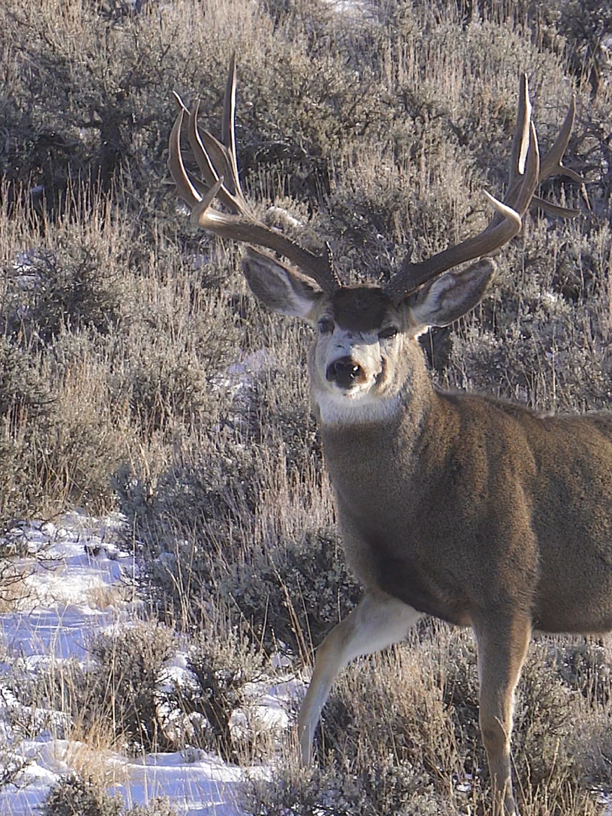 Oh my!! 🦌 📹 🎥 #muledeer #deer #buck #bigbucks #wildlife #nature #wildlifeoftiktok #animalsoftiktok #natureaddict #wildlifelover #naturelover #wildanimals #natgeowild #naturevibes 