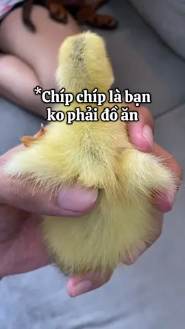 Cái gì quan trọng mình nói nhiều lần. Content của ba đó con ơi  #dog #bonglacon #dogsoftiktok #fyp #viral #funny #dachshund #duck 