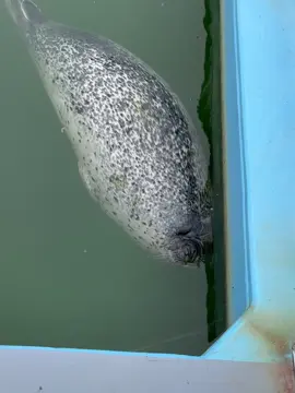 video isn't from me video is from tokkaricenter_official  tokkaricenter_official. It's Meme-chan today 00 Spent the evening sleeping in the corner of the pool Seals squeezing underwater Too cute isn't it <3 And sleeping... <3 <3 I realized it was taken midway through Sleepiness has won Turned over and fell back asleep Continuation of Sol yesterday It was a sleep post z2z #seal #fyp #tokkaricenter #foryoupage #silly #cute 