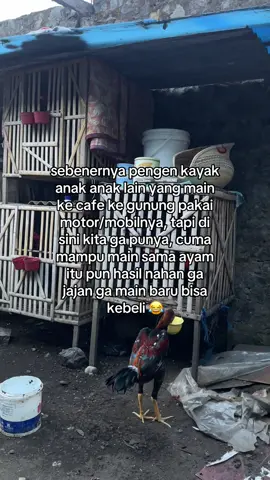 #birma #kudalari #superlockbrakot #tampartampar #bkpakhoy #mangon #pakhoy #bangkok #pama 
