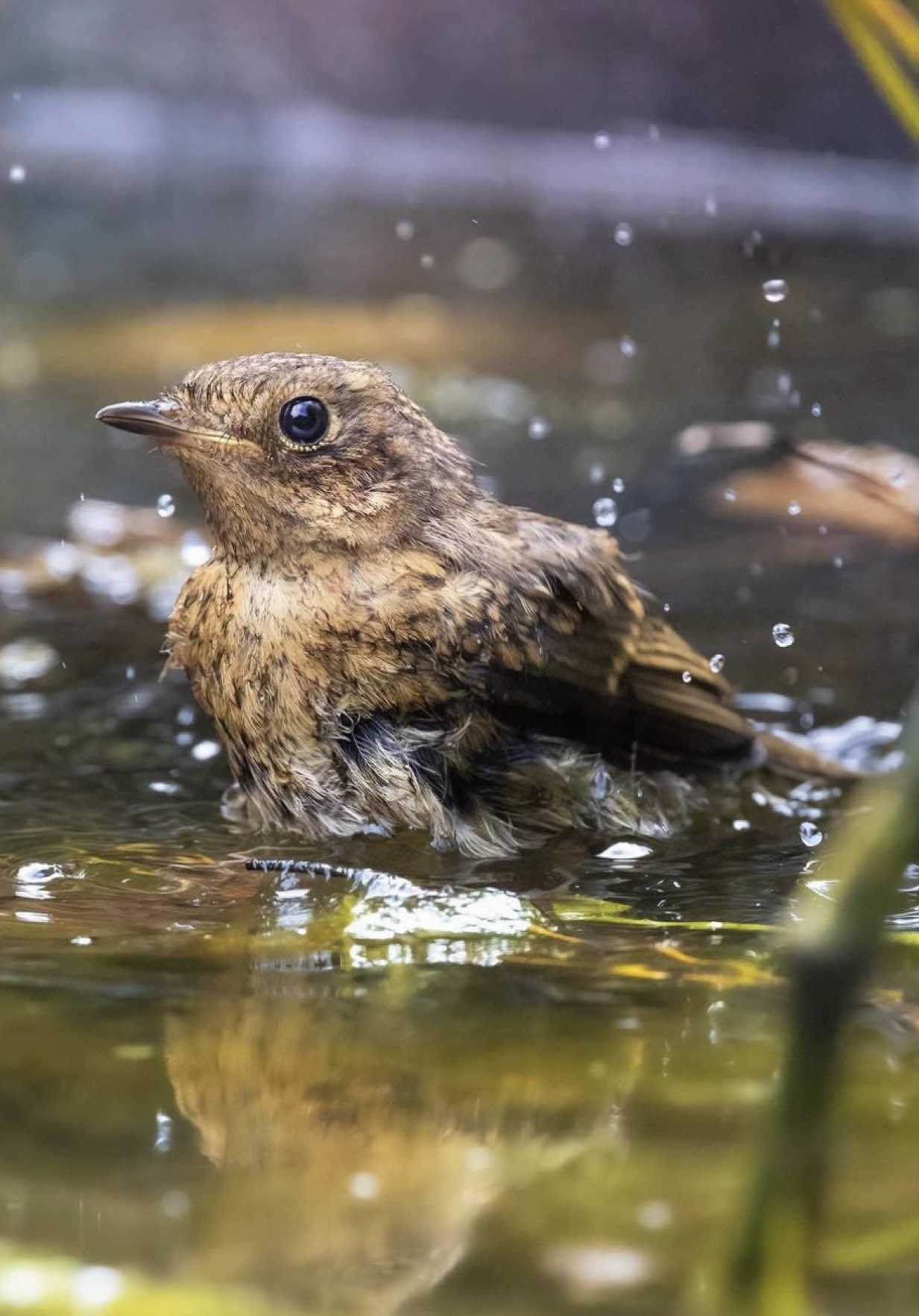 Do you spend time relaxing and recharging in nature?  #wildlife #wildlifephotography #naturephotography #photography #birds #woodland #britishwildlife #nature #bird #birdphotography #birdwatching #birdlover #nature #relax #relaxing #healwithnature #healingprocess 