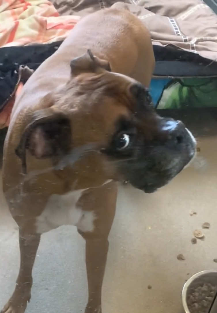 Boxers are very humorous 🐶 #dog #foryou #funnydog #happy #dogsoftiktok #doglover #fyp 