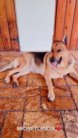 #bronkilandia #doghappy #mydog #PetsOfTikTok #creatorsearchinsights #dogsoftiktokviral🐶🦮 #dog #doglover #pet #dogsoftiktok 