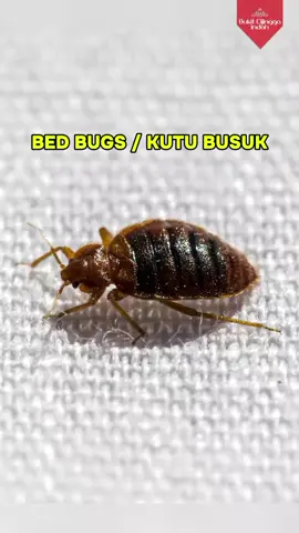 Bangun tidur badan suka gatal-gatal? Mungkin bukan salah sprei atau deterjen, tapi ulah Bedbugs (Kutu Busuk)!☠️ Hunian rumah modern minimalis di Cikarang, Bekasi harga di bawah 500 juta, cicilan rendah, tanpa DP 🏠 Tersedia Unit Tipe 38/60 dan 45/72 ✅️Free Pagar** ✅️Free Kanopi ✅️Free wifi ✅️Free CCTV ✅️Free Biaya² Fasilitas: 🚧One Gate System, Private Cluster 🏡Taman, Lapangan, BBQ Pit, Jogging Track 💧Bebas banjir, anti banjir, water pond 👮‍♂️Security & CCTV 24 Jam ✅️Lokasi Strategis 🏙Dekat Kawasan Industri hyundai, ejip, mm2100, delta silicon, giic, jababeka 🛣15 Menit ke Gerbang Tol Cibatu 🏥Dekat Mall, Sekolah, Rumah Sakit, Pasar, dll. Tertarik? Hubungi: 0812-1888-3996 📌Lokasi: Cijingga – Cikarang Selatan Bedbugs, kutu busuk, kutu kasur, penyebab gatal-gatal saat bangun tidur, House poor, sewa, ngontrak, rumah bekasi, rumah cikarang, rumah di cikarang, cluster, komunitas, perumahan cikarang, perumahan lippo cikarang, rumah lippo cikarang, rekomendasi perumahan cikarang, rumah dijual cikarang, jual rumah cikarang, rumah dijual bekasi, hyundai, ejip, mm2100, delta silicon, giic, jababeka #bukitcijinggaindah #rumah #bedbugs #kutu #kutubusuk #kutukasur #rumahcikarang #properti #rumahdijual #perumahan #rumahmurah #rumahmilenial #rumahminimalis #rumahidaman #investasi #interior #jakarta #bekasi #cikarang #lippocikarang  #ejip  #cikarangselatan #rumahbekasi #rumahlippocikarang #infobekasi #clustercikarang #cluster #properticikarang #kpr #kprumah