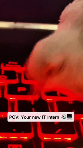 #bird #pigeon #itsupport 