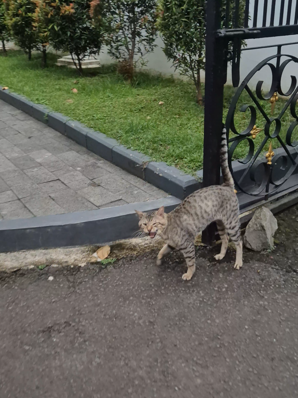 jeksyion lg sakit mata (ini dia beres makan sore, mau gentayangan lagi) . Jeksyion ini kalo lagi ada dokter hewan dia hilang gais, jd belum diobati matanya #cat #fyp 