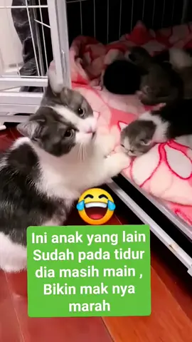 makanya marah karena anaknya yang satu ini gak mau tidur  #catlover 