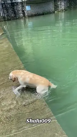 #粉丝一千万#pet#pets#cute#funny#viral#dog#dogsoftiktok#funnyvideos#foryou#IoI#fyp#fypシ゚ 