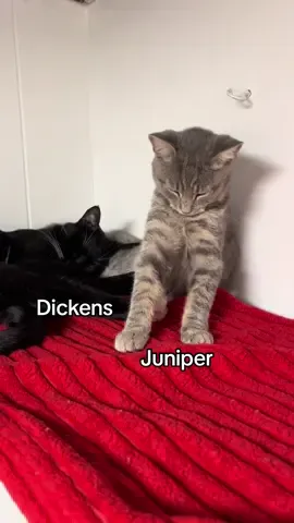 When you’re this cute, napping is a full time job • • Check out our website to visit or apply to ADOPT Dickens and Juniper 😻