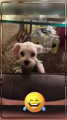 Talking funny #voicover #funnyvideos #catsoftiktok #dogsoftiktok #animals #dog #cat #pet #foryou 