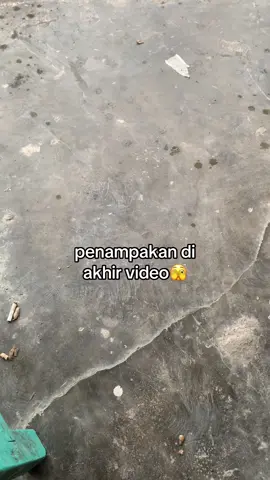 bagus di awal padahal🥲#timikapapua 
