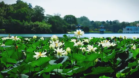 莲开不语，风过不惊 ， 心若如莲，何惧尘侵。 Sen nở chẳng lời, gió qua chẳng động, tâm như sen kia, nào sợ bụi trần.#hosen #hosen #canhdep #thanhtinh #yenbinh 