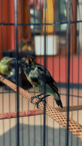 (Black borneo) nama baru burung baru konin full hitam dapat dari ombyokan konin kalimantan  #masteranburungmaterimewah #grosirburungmurah #pakanburung #nektar #malang24jam #nectar #malang24jam #kingkoninmania  #CapCut 