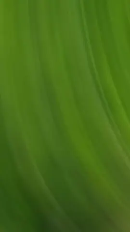 #CapCut 