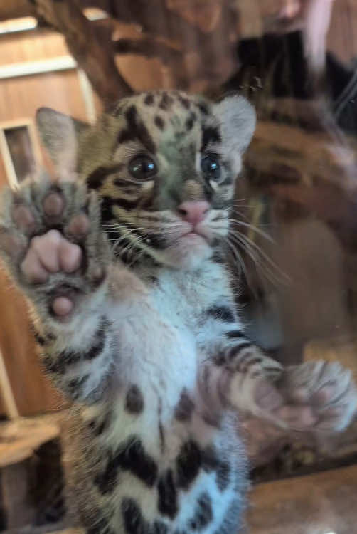 “Cute big cat.”#fyp #foryou #tiktok #viral #cute #animals 
