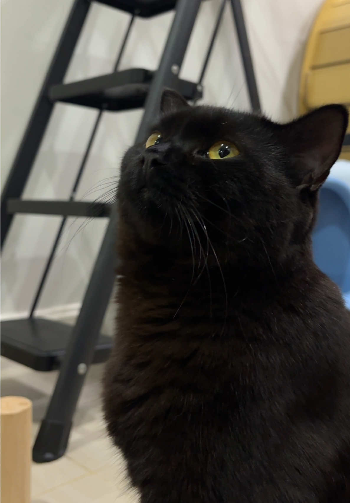 #นิลจอมซน #แมว #cat #blackcat 
