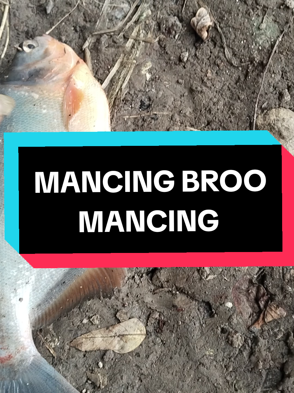 Mancing ikan bawal #wanchannel #kumbulngetrik #kumbulbergoyang #kumbulslapslep #mancing #ikan #empang 