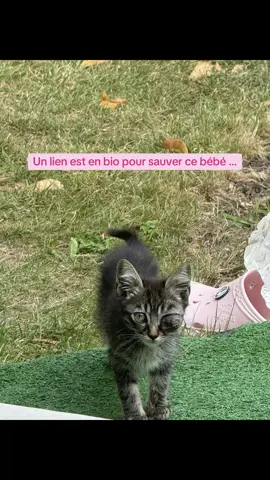 Ce petit chaton, très affaibli, doit subir une ablation de l’œil et suivre plusieurs traitements. Il a aussi un retard de croissance, mais il se bat pour vivre depuis plus de deux semaines. On a choisi de lui donner sa chance plutôt que de l’endormir… l’association Cats 64 fait tout pour lui, mais a besoin d’aide pour financer ses soins.🐱