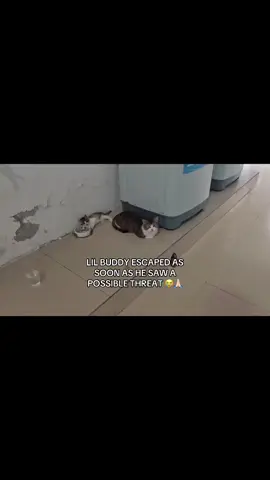 Straight into the pipes #cat #meme 