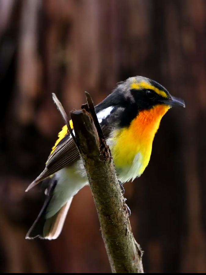 Sikatan Narsis ( Narcissus Flycatcher ) #burung #bird #kicaumania #foryou #fyp 