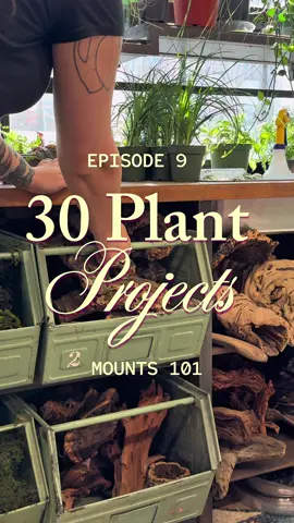 Day 9 of 30: mounts 101 I wanted to answer some of the most asked questions about mounts while creating this Rhipsalis and Orchid mount. Did you know you could mount multiple plants on one piece of cork?  Thanks for watching and I’ll see you tomorrow 🫶🏻🌿💚 #fyp #artist #plants #artwork #houseplant 